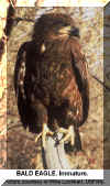 Bald Eagle Immature Lockhart Mike usfws.jpg (143995 bytes)