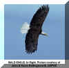 Bald Eagle in Flight Hollingsworth John and Karen usfws.jpg (49201 bytes)