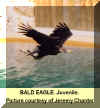 Bald eagle1.jpg (51454 bytes)