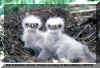 Bald eagle chicks Menke Dave.jpg (106794 bytes)