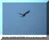 Buzzard rough leg flight1 Wayne Gillatt Worlaby 04.11.02.jpg (25419 bytes)