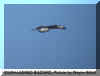 Buzzard rough leg flight2 Wayne Gillatt Worlaby 04.11.02.jpg (24000 bytes)