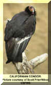 California Condor Frier-Nikon Scott usfws.jpg (131313 bytes)