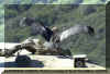 California Condor wings Frier-Nikon Scott.jpg (104314 bytes)