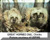 Great Horned Owl Chicks in Nest usfws.jpg (67166 bytes)