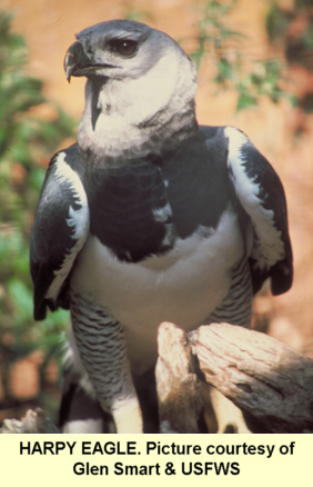 Harpy Eagle Egg