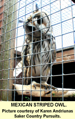 mexican striped owl