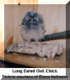Owl Long-eared Diana Hofmann Chick.jpg (40417 bytes)