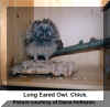 Owl Long-eared Diana Hofmann Older Chick2.jpg (64994 bytes)