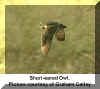 Owl Short-Eared Graham Catley Flight Dwn Wng.jpg (65017 bytes)
