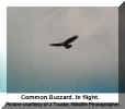 buzzard flight.jpg (59980 bytes)