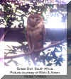 grass owl.jpg (270039 bytes)