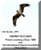osprey Cyn_inflight.jpg (29716 bytes)