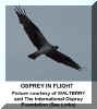 osprey WALTERRY.jpg (28467 bytes)