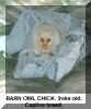 owl barn chick2.jpg (65744 bytes)
