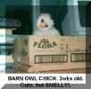 owl barn chick3.jpg (46176 bytes)