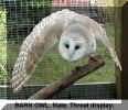 Owl barn2.jpg (70422 bytes)
