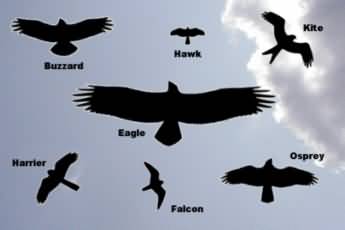 How To Identify UK Birds of Prey in Flight